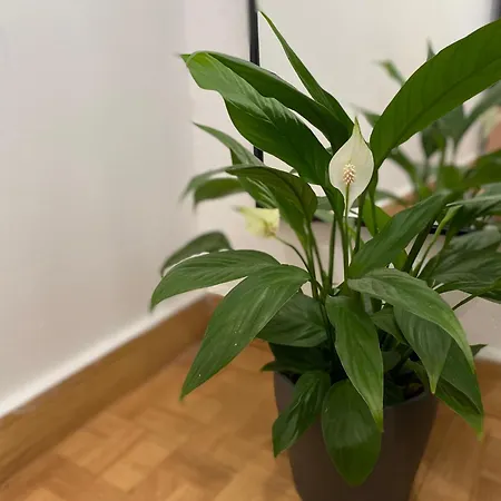 Quarto Mirante Do Tejo בית אירוח